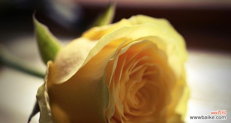 离别时道歉用什么花语合适？