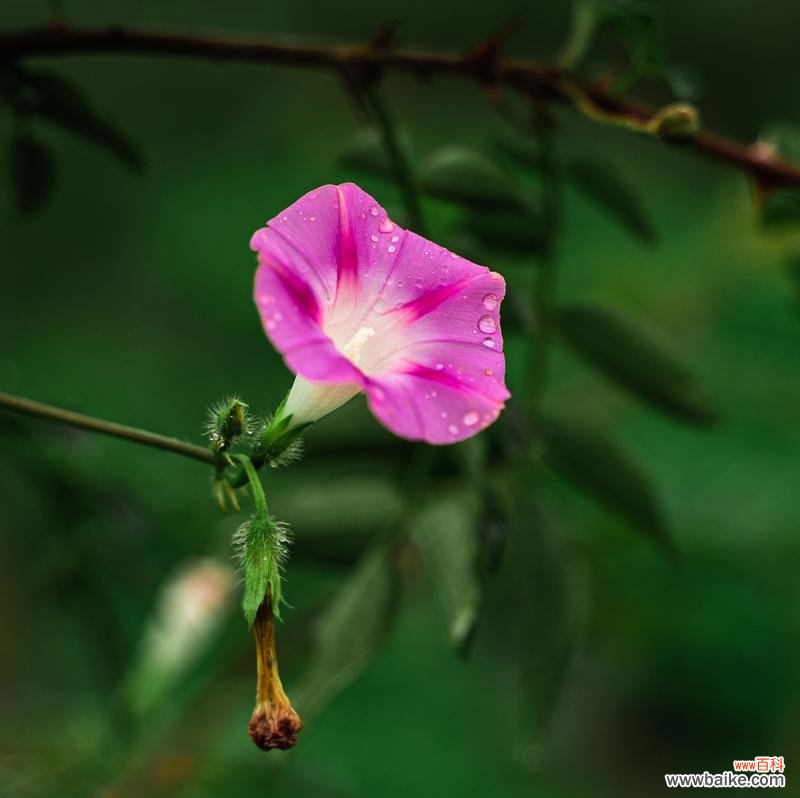 新年第一只兔子的花语有何寓意?这个花语代表了什么?