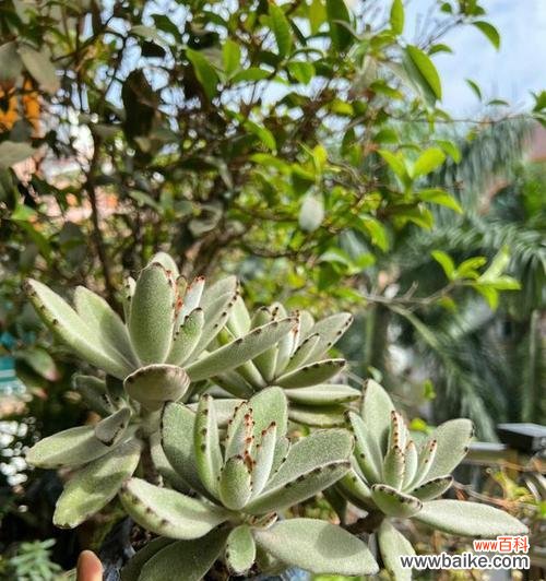 新年第一只兔子的花语有何寓意?这个花语代表了什么?