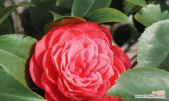 做一个不被定义的花语是什么？如何理解不被定义的花语？