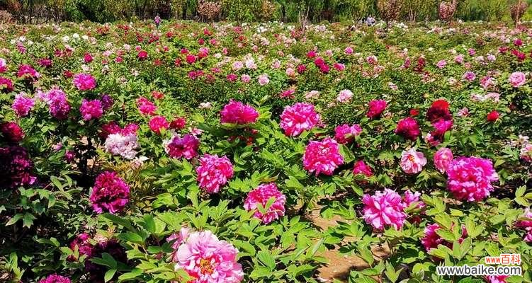 揭开牡丹花背后的寓意与神话 牡丹花的象征意义及美丽传说