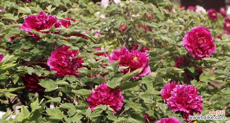 揭开牡丹花背后的寓意与神话 牡丹花的象征意义及美丽传说