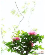 揭开牡丹花背后的寓意与神话 牡丹花的象征意义及美丽传说