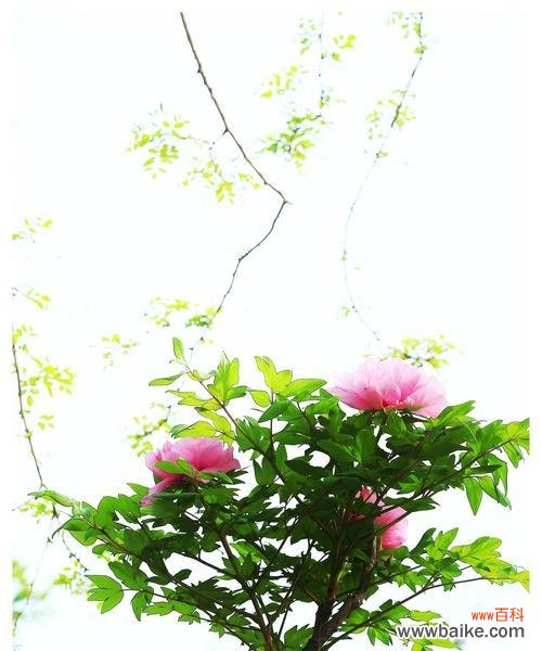 揭开牡丹花背后的寓意与神话 牡丹花的象征意义及美丽传说