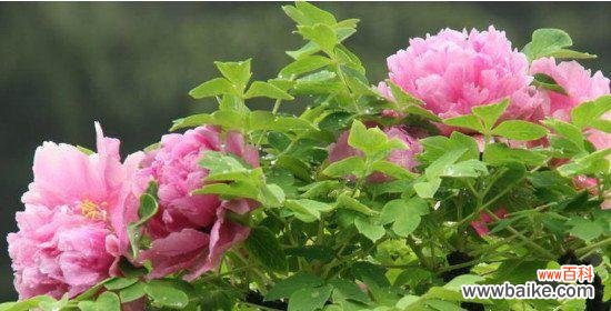 两种花朵所代表的象征与含义 牡丹与荷花