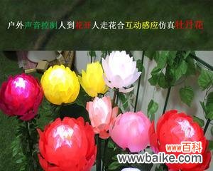 两种花朵所代表的象征与含义 牡丹与荷花