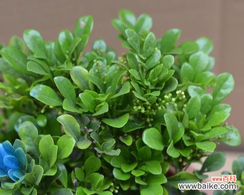 探寻米兰花语的象征与意义 米兰花语