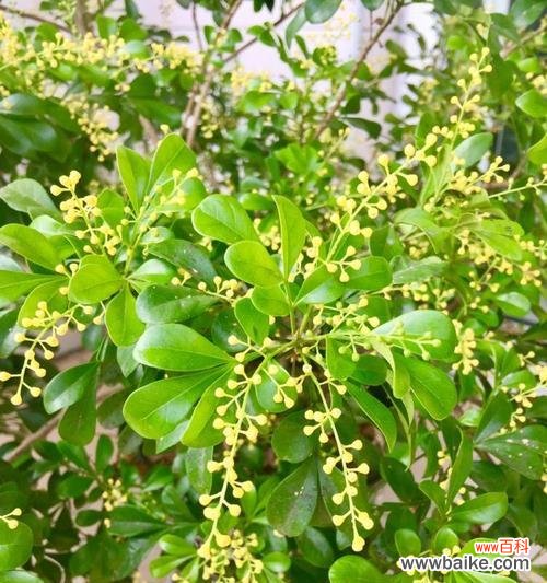 探寻米兰花语的象征与意义 米兰花语