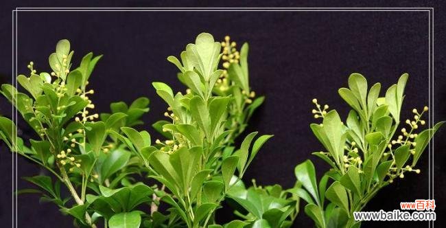 探索花语的秘密，揭开米兰花语的深意 米兰花语的神奇魅力