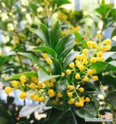 探索花语的秘密，揭开米兰花语的深意 米兰花语的神奇魅力