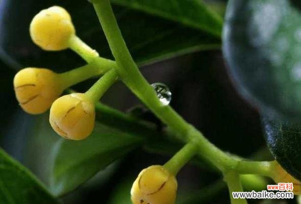 探索花语的秘密，揭开米兰花语的深意 米兰花语的神奇魅力