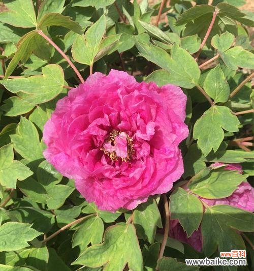 追寻花语与传说 以岩牡丹