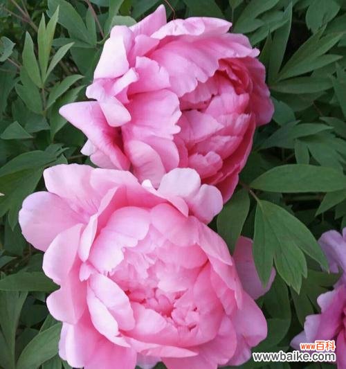 追寻花语与传说 以岩牡丹