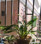 墨兰花的深刻含义及其在生活中的启示 墨兰花语