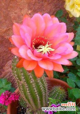 探秘魔云仙人掌的生存之道 魔云仙人掌——生命的顽强与美丽