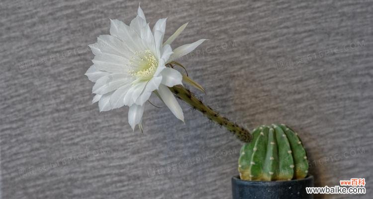 探秘魔云仙人掌的生存之道 魔云仙人掌——生命的顽强与美丽