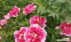 以牡丹花开寓意为主题的艺术与文化传承 牡丹花