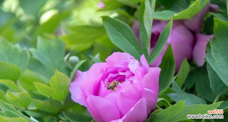 以牡丹花开寓意为主题的艺术与文化传承 牡丹花