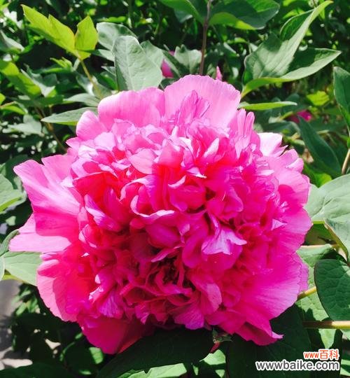 以牡丹花开寓意为主题的艺术与文化传承 牡丹花