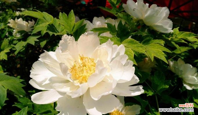 盛世华章与内心的成长 牡丹花开