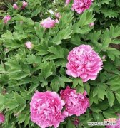 探寻牡丹花的神秘内涵，解读其丰富的象征意义 牡丹花的花语和寓意