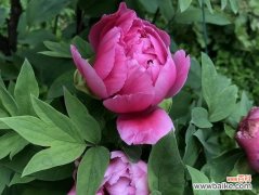 探索牡丹在文化和艺术中的独特价值 牡丹花的象征意义及其作用