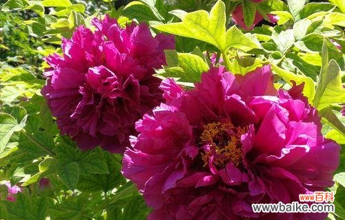 探寻以牡丹开花为主题的丰富多彩之意 牡丹绽放的色彩盛宴