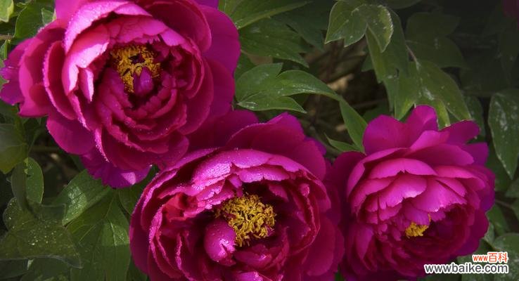 探究牡丹盛开的寓意及象征意义 以牡丹开花，寓意何在？