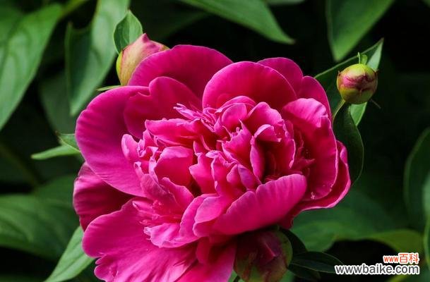 探究牡丹盛开的寓意及象征意义 以牡丹开花，寓意何在？