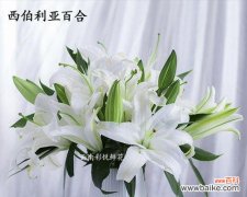 揭示生命之美的花朵——木本百合 木本百合的寓意与象征意义