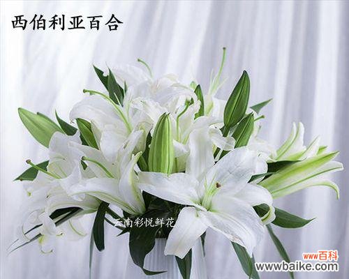 揭示生命之美的花朵——木本百合 木本百合的寓意与象征意义