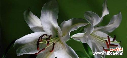 揭示生命之美的花朵——木本百合 木本百合的寓意与象征意义