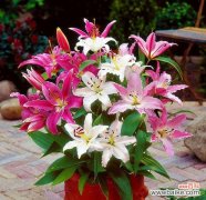 探索木百合的花语，传递坚韧与希望的力量 以木百合的花语