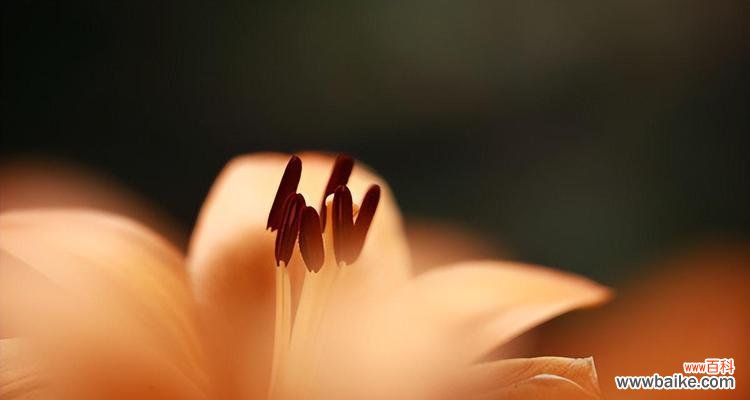 探索木百合的花语，传递坚韧与希望的力量 以木百合的花语