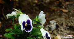 探寻蝴蝶花的奥秘与传承 蝴蝶花的花语与美丽奇妙的含义