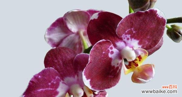 蝴蝶兰花语的解读及其美丽象征 蝴蝶兰的花语与寓意