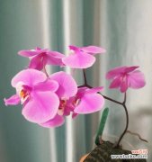 探寻蝴蝶兰的神秘符号之美 蝴蝶兰