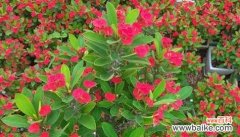 凛然不屈 虎刺梅花语的美丽传说