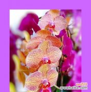 唯美蝴蝶兰花语和深刻寓意 蝴蝶兰