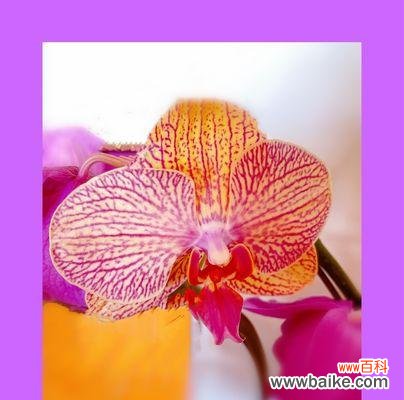 传承千年的美丽与神秘 蝴蝶兰的传说