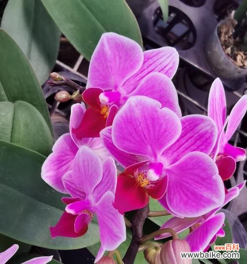 探寻不同颜色蝴蝶兰的深意 《缤纷色彩的蝴蝶兰花语》