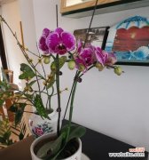 用一朵花 蝴蝶兰花语