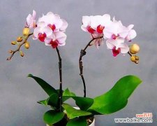 蝴蝶兰花语大全 蝴蝶兰