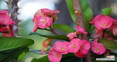 展现坚毅与美丽的虎刺梅花语 虎刺梅