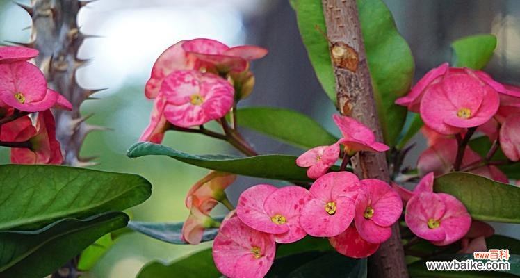 展现坚毅与美丽的虎刺梅花语 虎刺梅