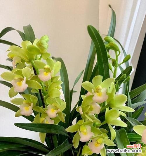 天香兰的花语与寓意是什么?天香兰象征着什么?