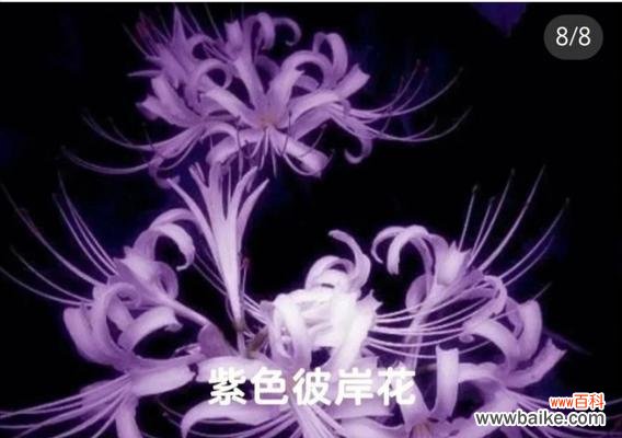 彼岸花的花语含义是什么?你知道吗?