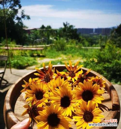 10月25日这一天的花语有何特别之处?