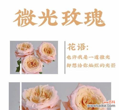 10月25日这一天的花语有何特别之处?