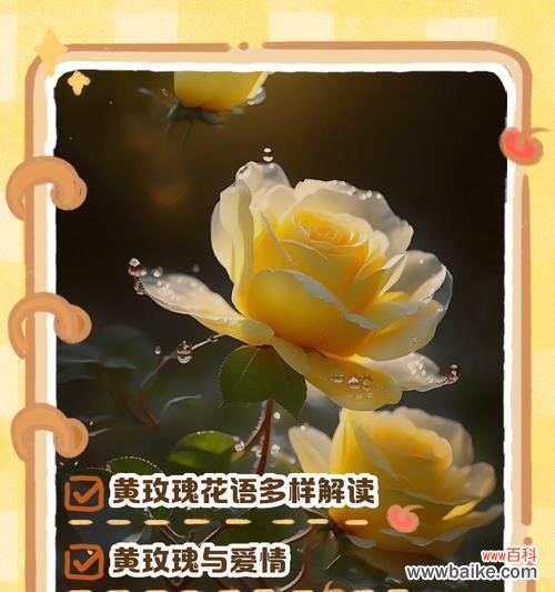 刺玫瑰的花语和寓意有哪些？